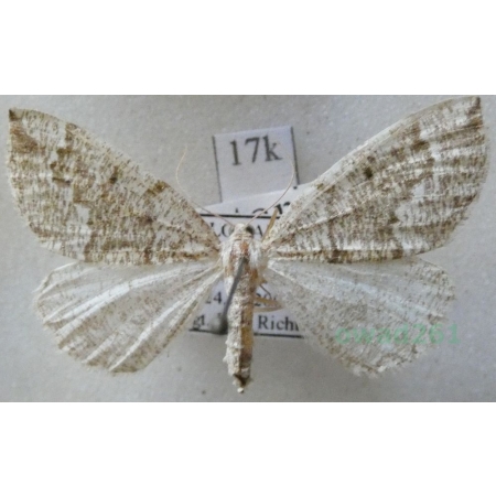 Cleora cinctaria (Denis & Schiffermüller, 1775) female Przylepek wrzosak Slovakia17k